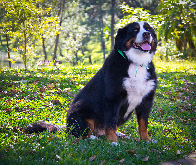 Fotografia Bernese - Pet Retrato